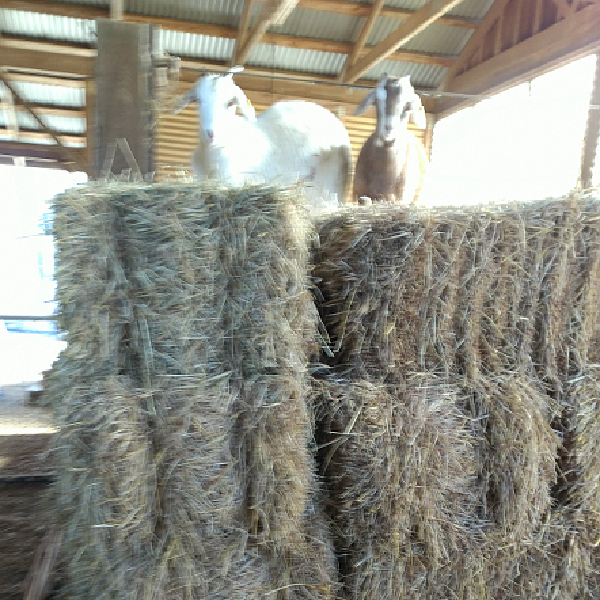 Thumbnail of thumbnail.png